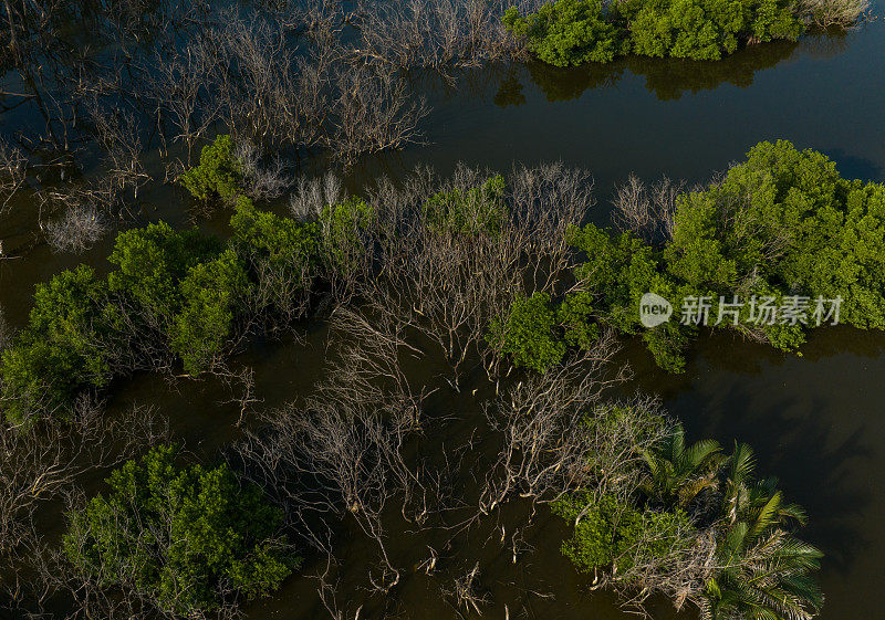 天江省Tan Thanh海滩红树林沼泽的航拍摘要照片